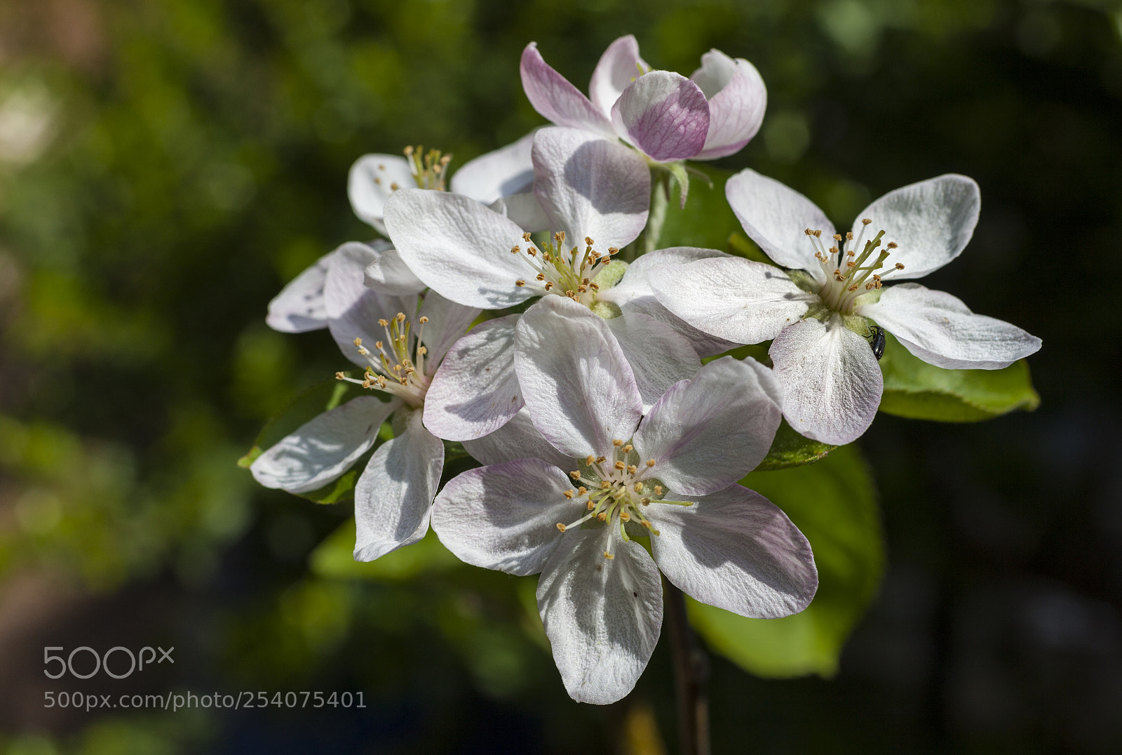 Canon EOS 5D Mark II sample photo. Peach flower photography