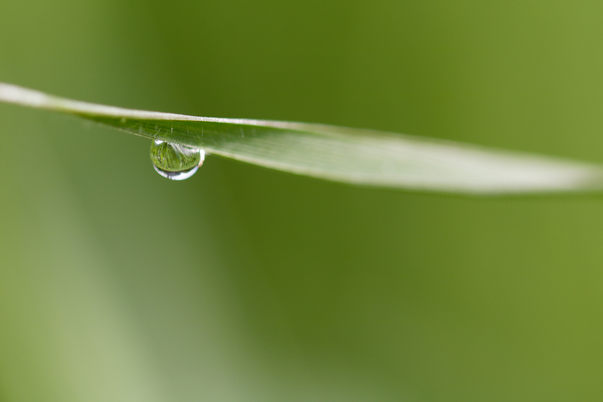 Canon EF 100mm F2.8L Macro IS USM sample photo. En suspens photography