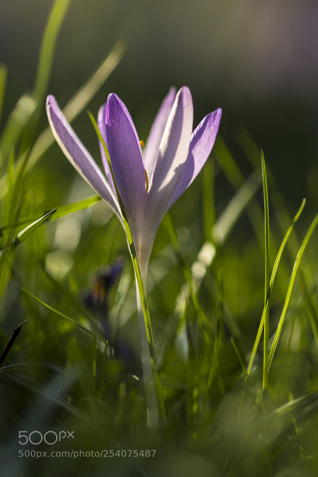 Canon EOS 700D (EOS Rebel T5i / EOS Kiss X7i) sample photo. Crocus photography