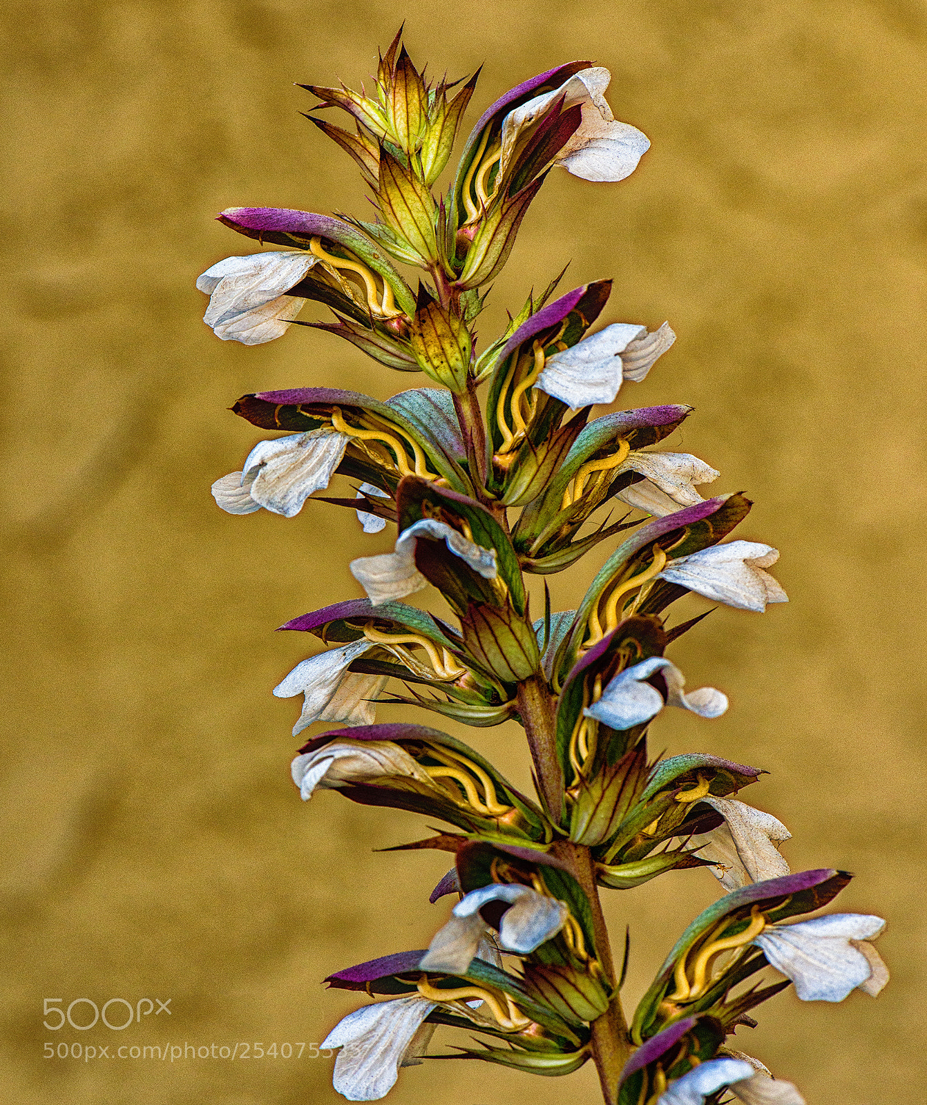Nikon D610 sample photo. Blooming tower of beauty photography