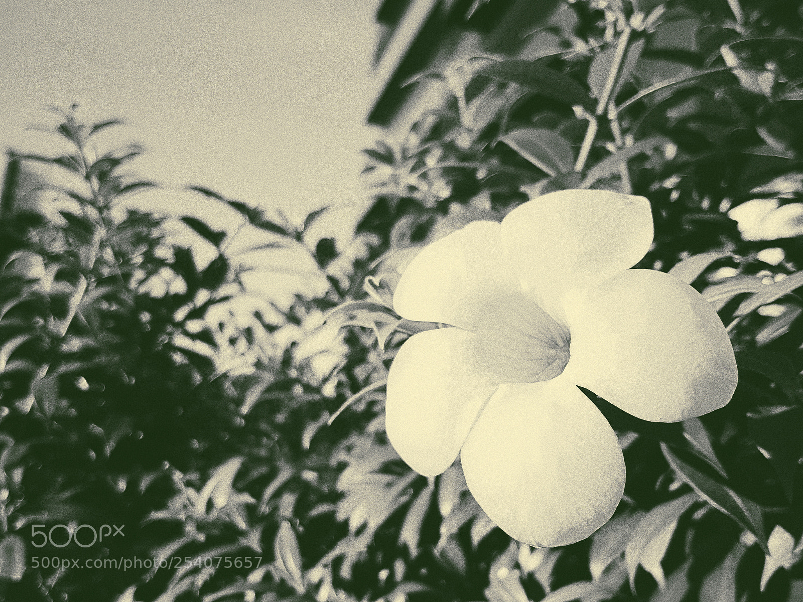 Samsung Galaxy S7 sample photo. A flower photography