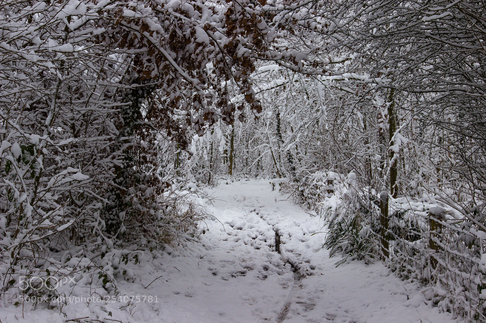 Canon EOS 600D (Rebel EOS T3i / EOS Kiss X5) sample photo. Petit chemin photography