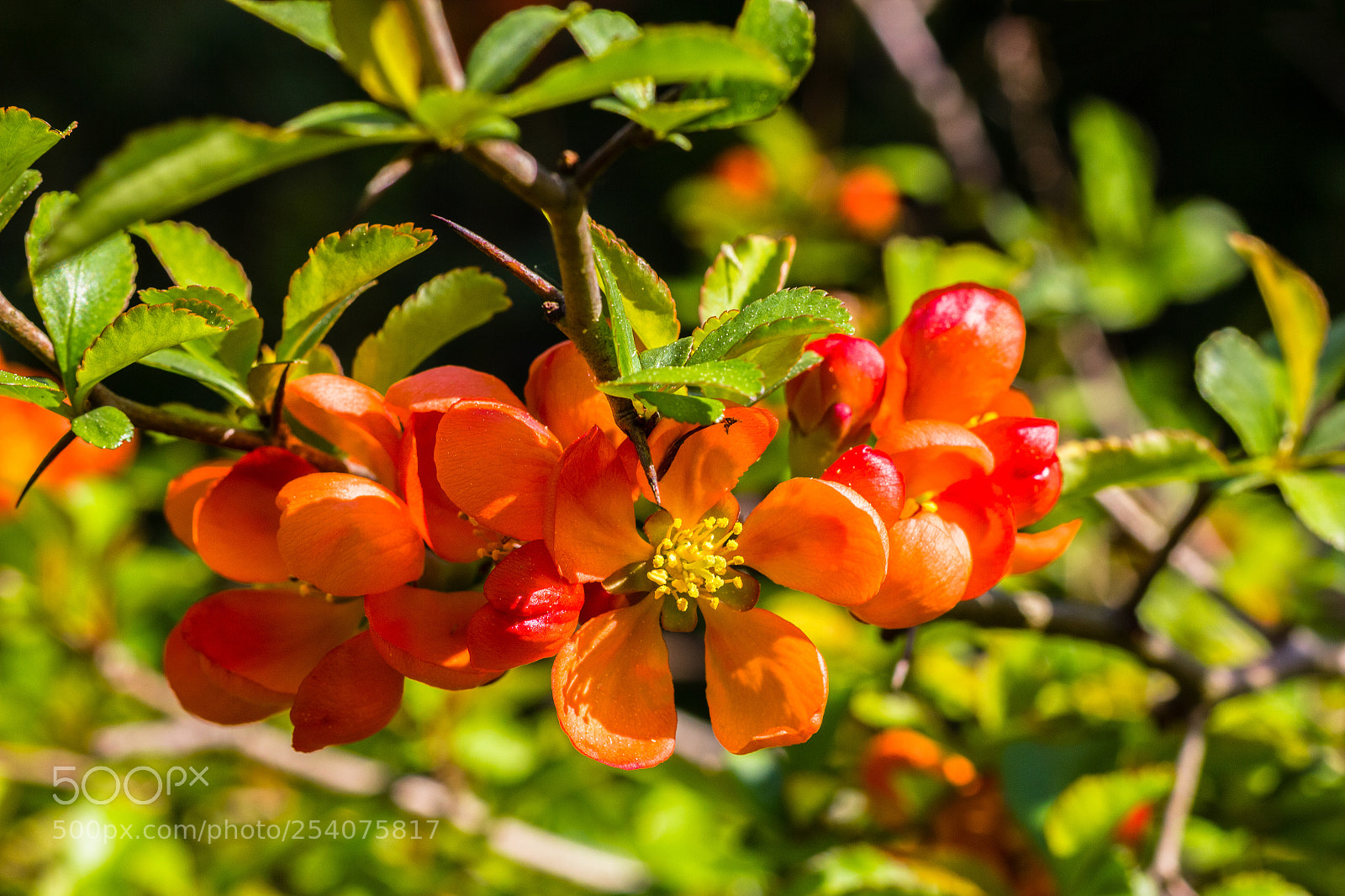 Canon EOS 550D (EOS Rebel T2i / EOS Kiss X4) sample photo. Flowering quince branch in photography