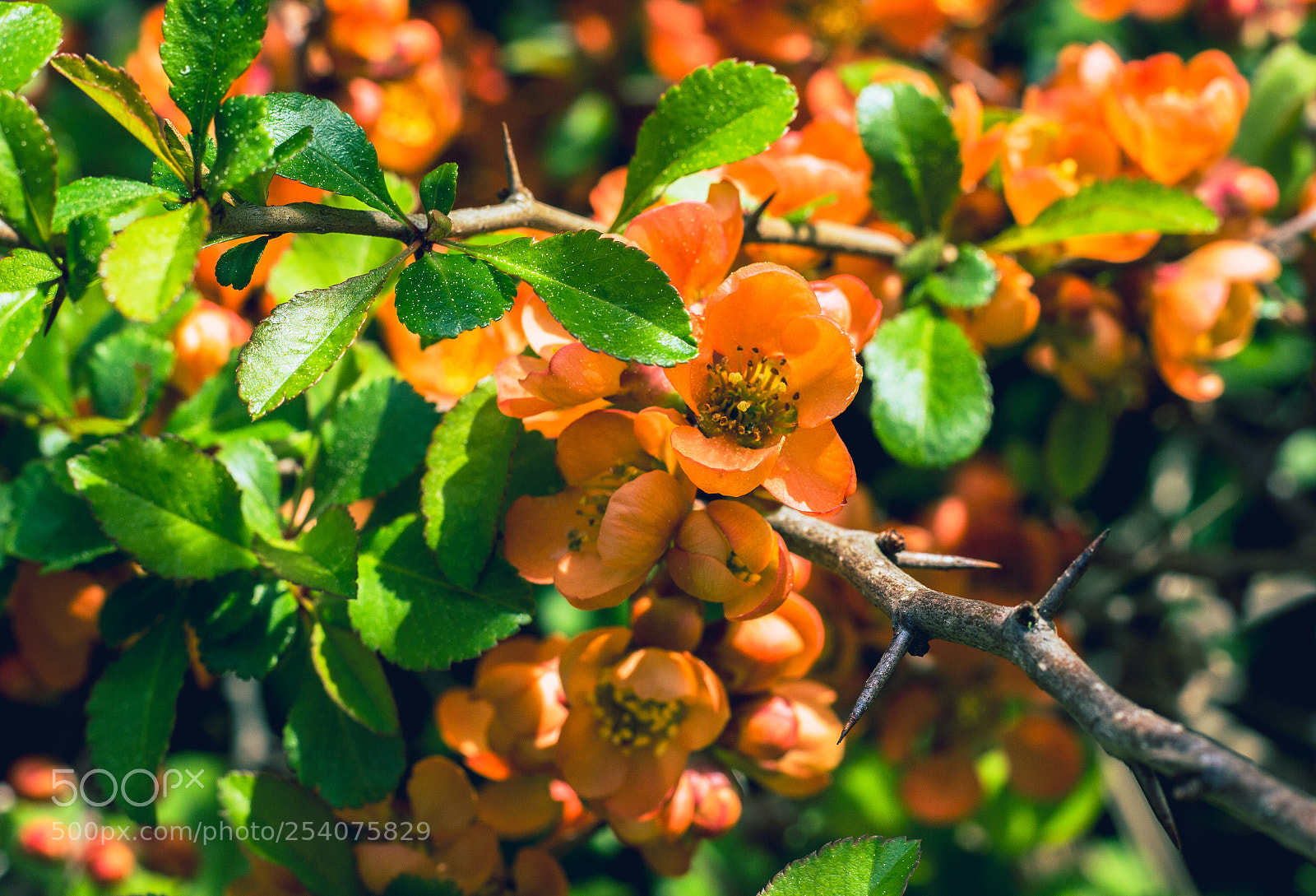 Canon EOS 550D (EOS Rebel T2i / EOS Kiss X4) sample photo. Flowering quince branch in photography