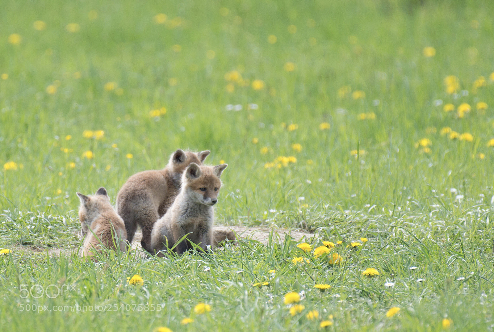 Nikon D800 sample photo. Young foxes ii photography
