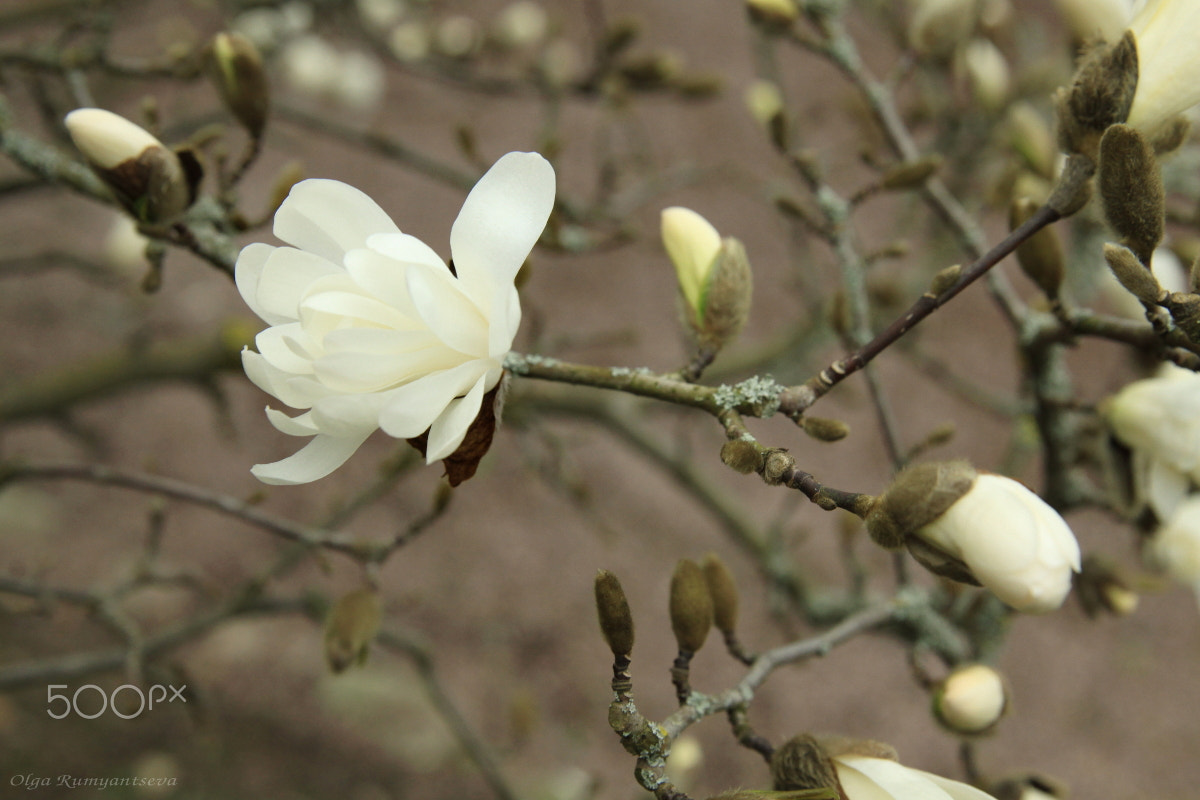 Canon EF 24-70mm F2.8L II USM sample photo. Magnolia. photography