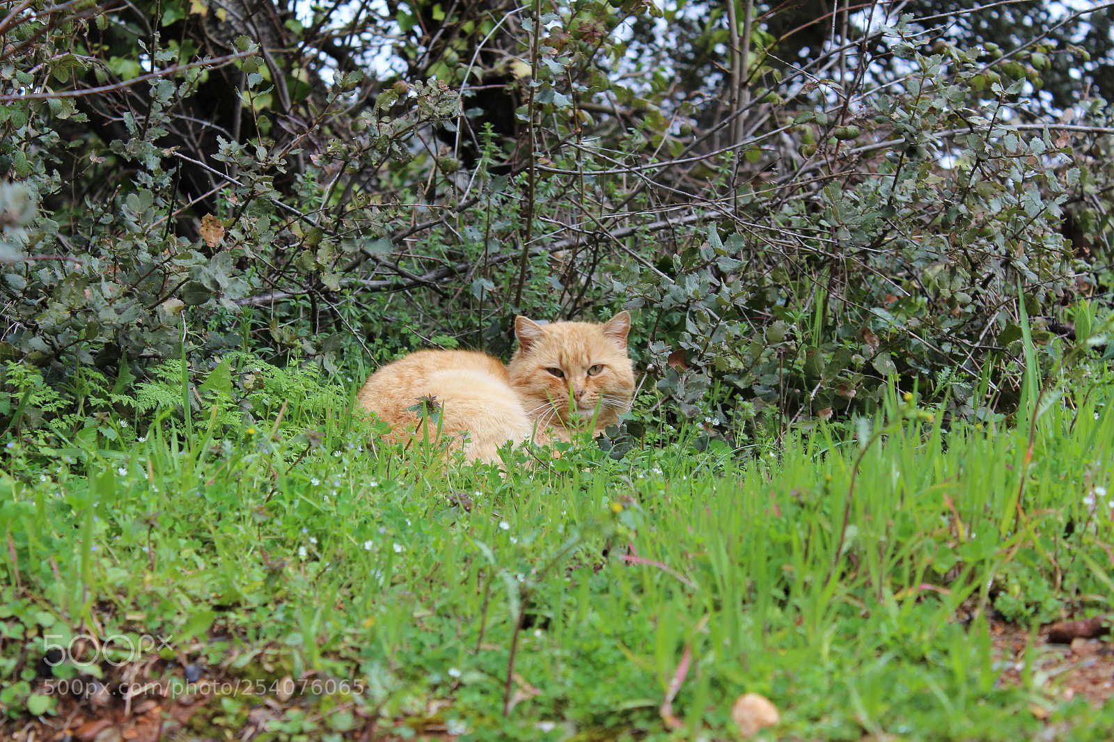 Canon EOS 1300D (EOS Rebel T6 / EOS Kiss X80) sample photo. Gato en la maleza photography