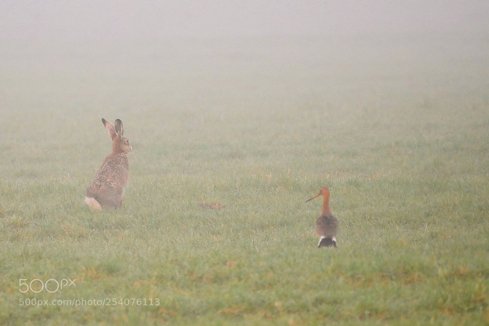 Panasonic Lumix DMC-GX8 sample photo. The hare and the photography