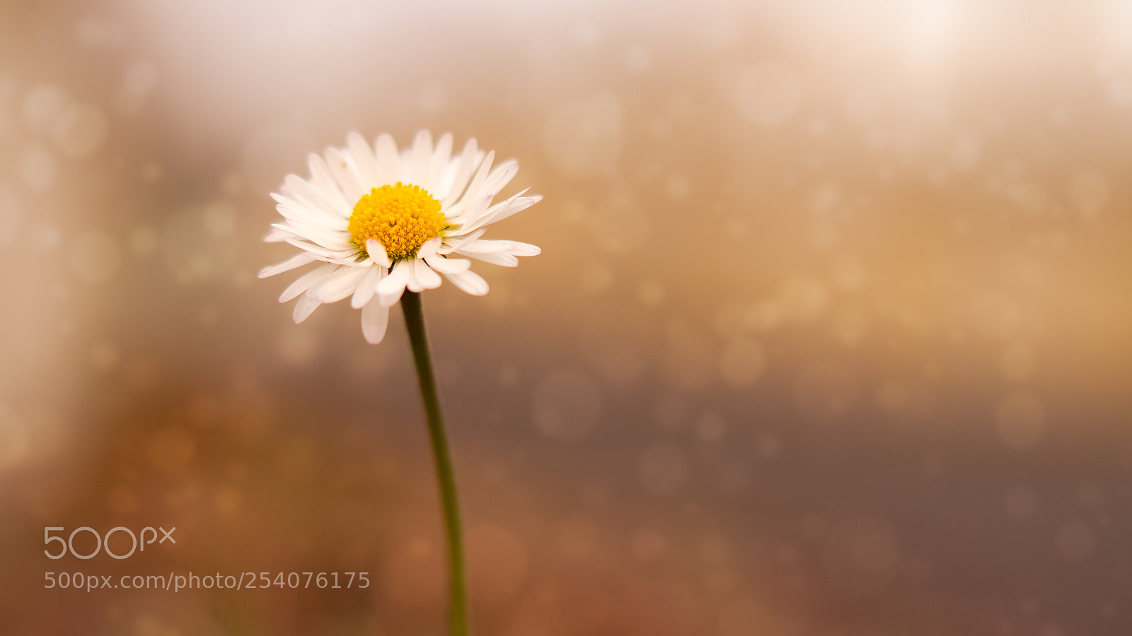Sony SLT-A58 sample photo. Dreamy daisy photography