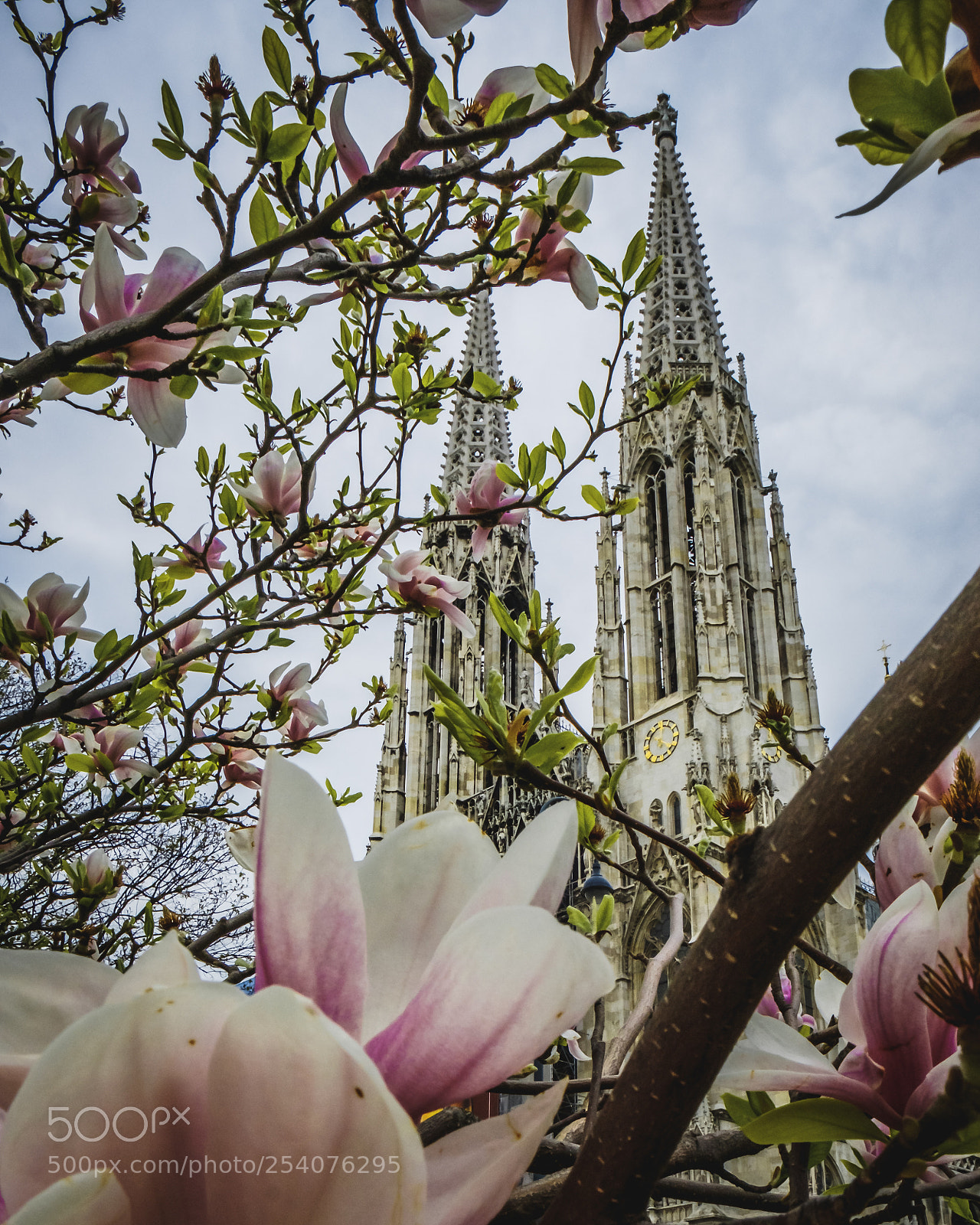 Fujifilm X-T2 sample photo. Magnolia trees and votivkirche photography