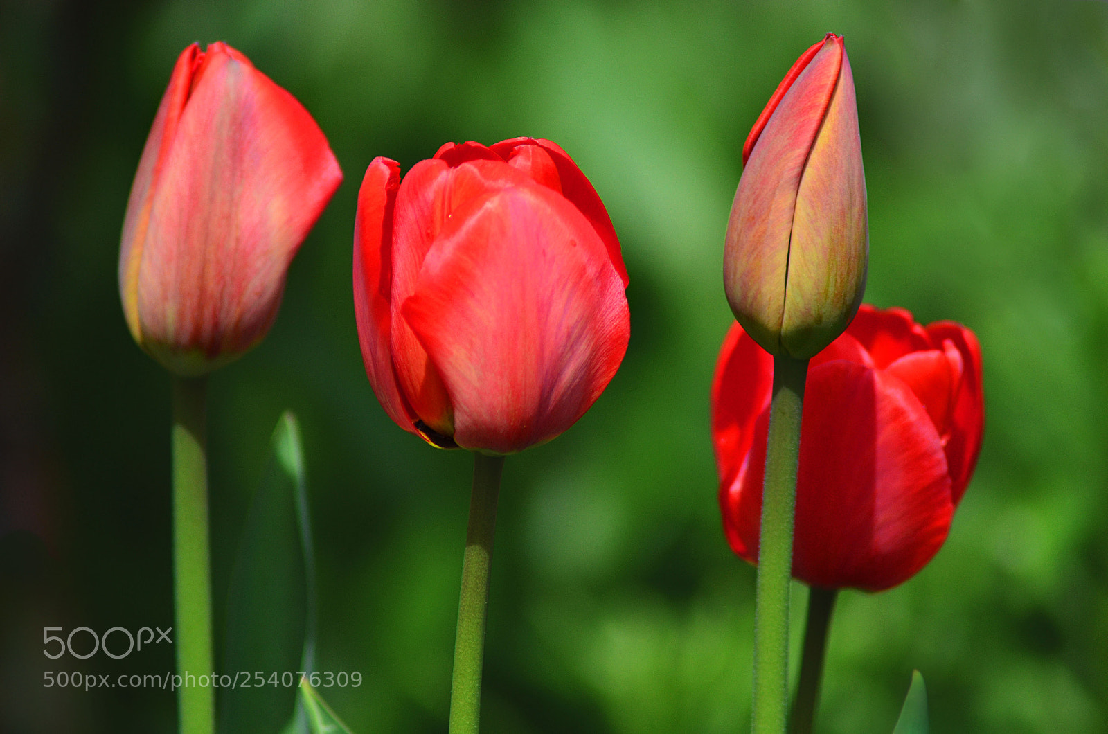 Nikon D5100 sample photo. Tulips photography