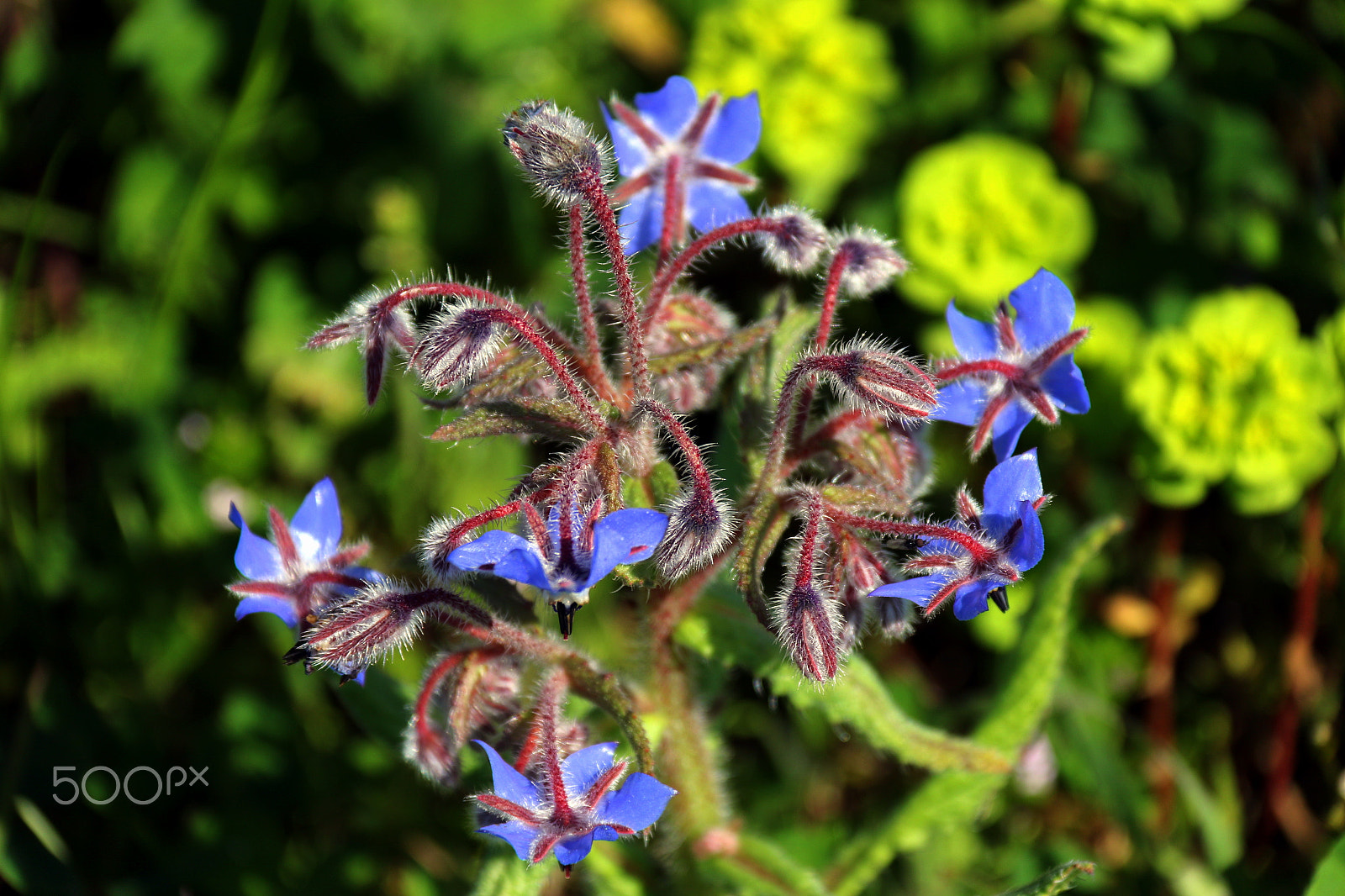 Canon EF-S 18-200mm F3.5-5.6 IS sample photo. Wild photography