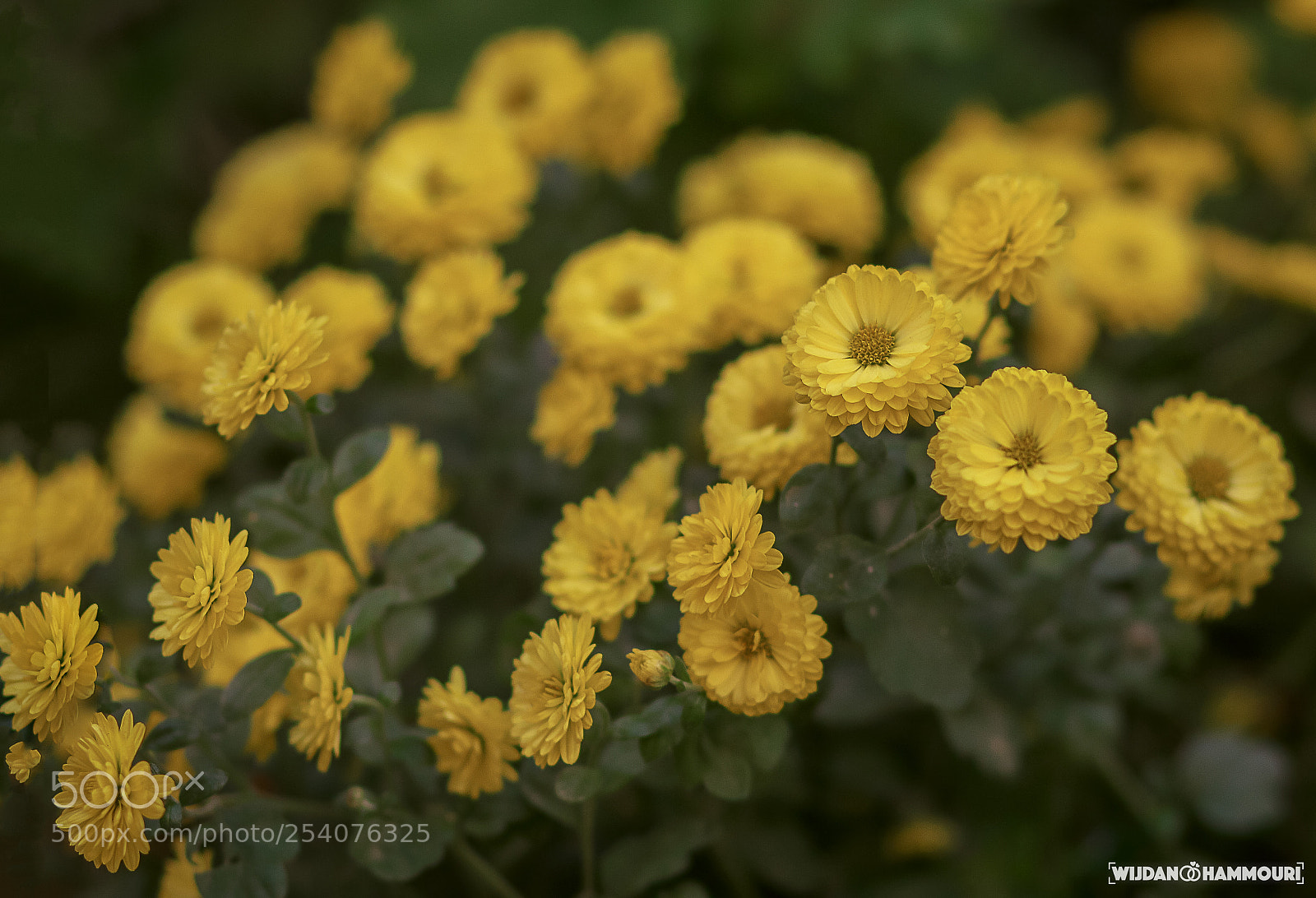 Canon EOS 70D sample photo. Flower photography