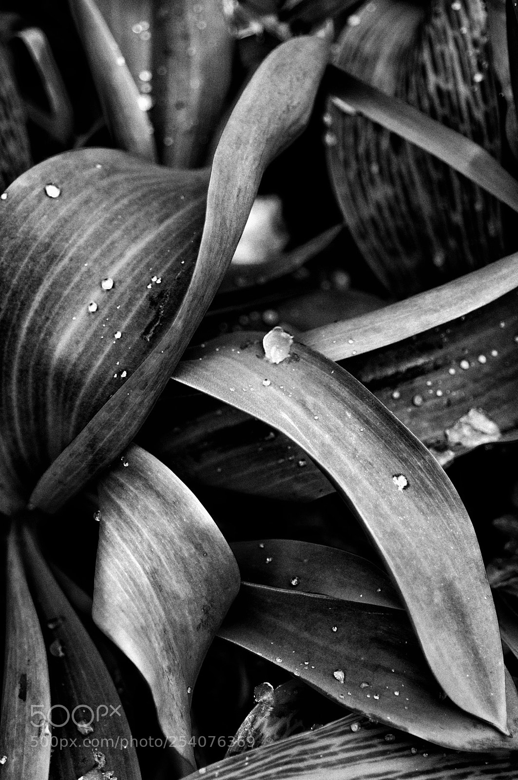Nikon D300 sample photo. Révérence photography