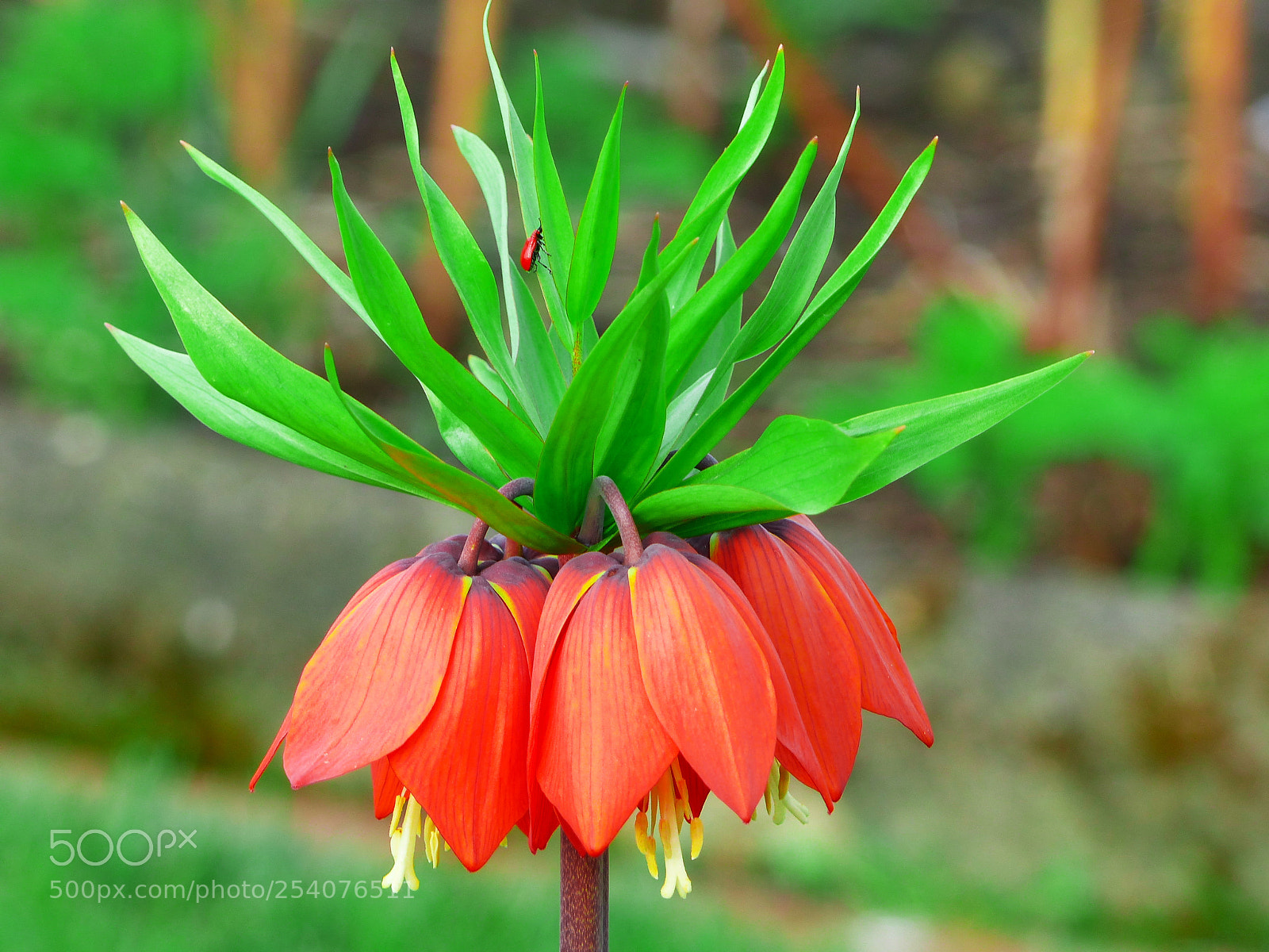 Panasonic Lumix DMC-FZ200 sample photo. . photography