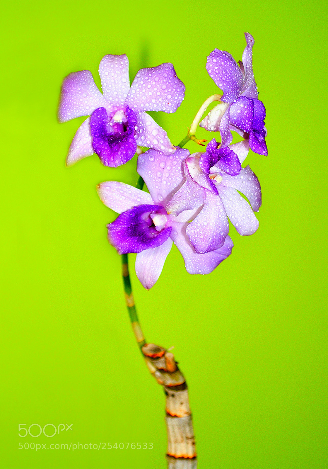 Nikon D5100 sample photo. Orchid photography