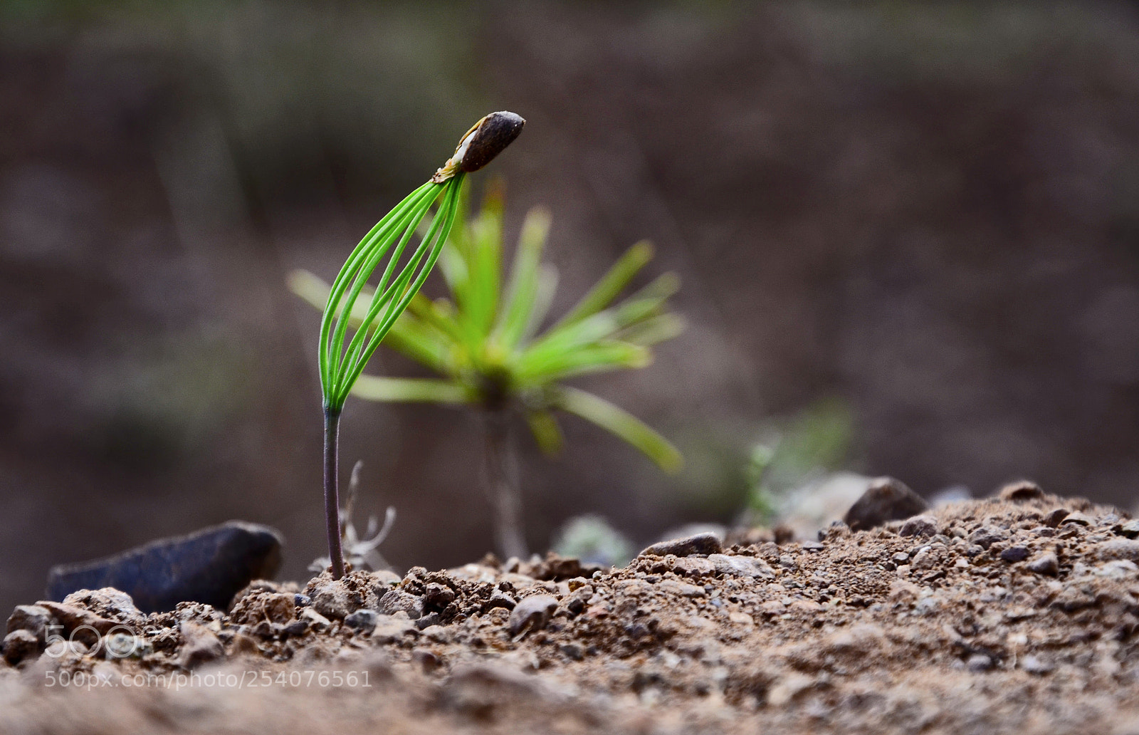 Nikon D7000 sample photo. Sprouted pine seed photography