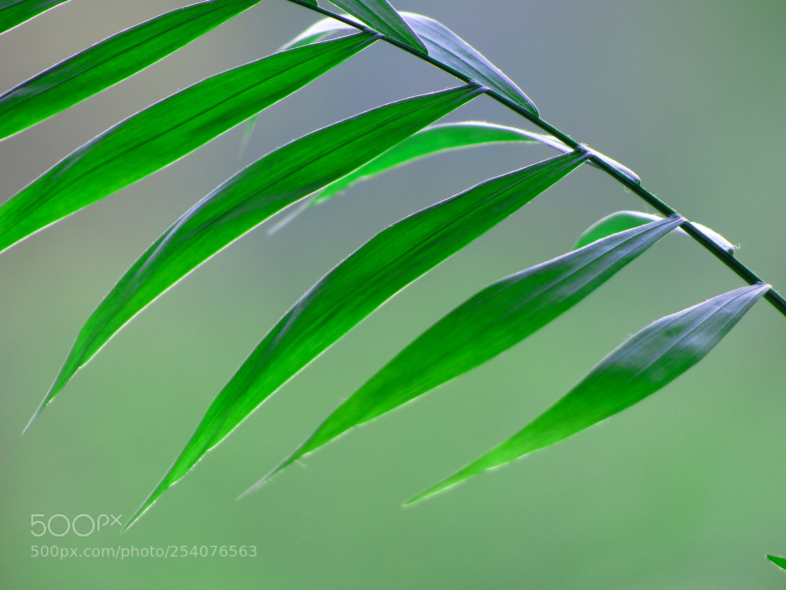 Panasonic Lumix DMC-FZ200 sample photo. . photography
