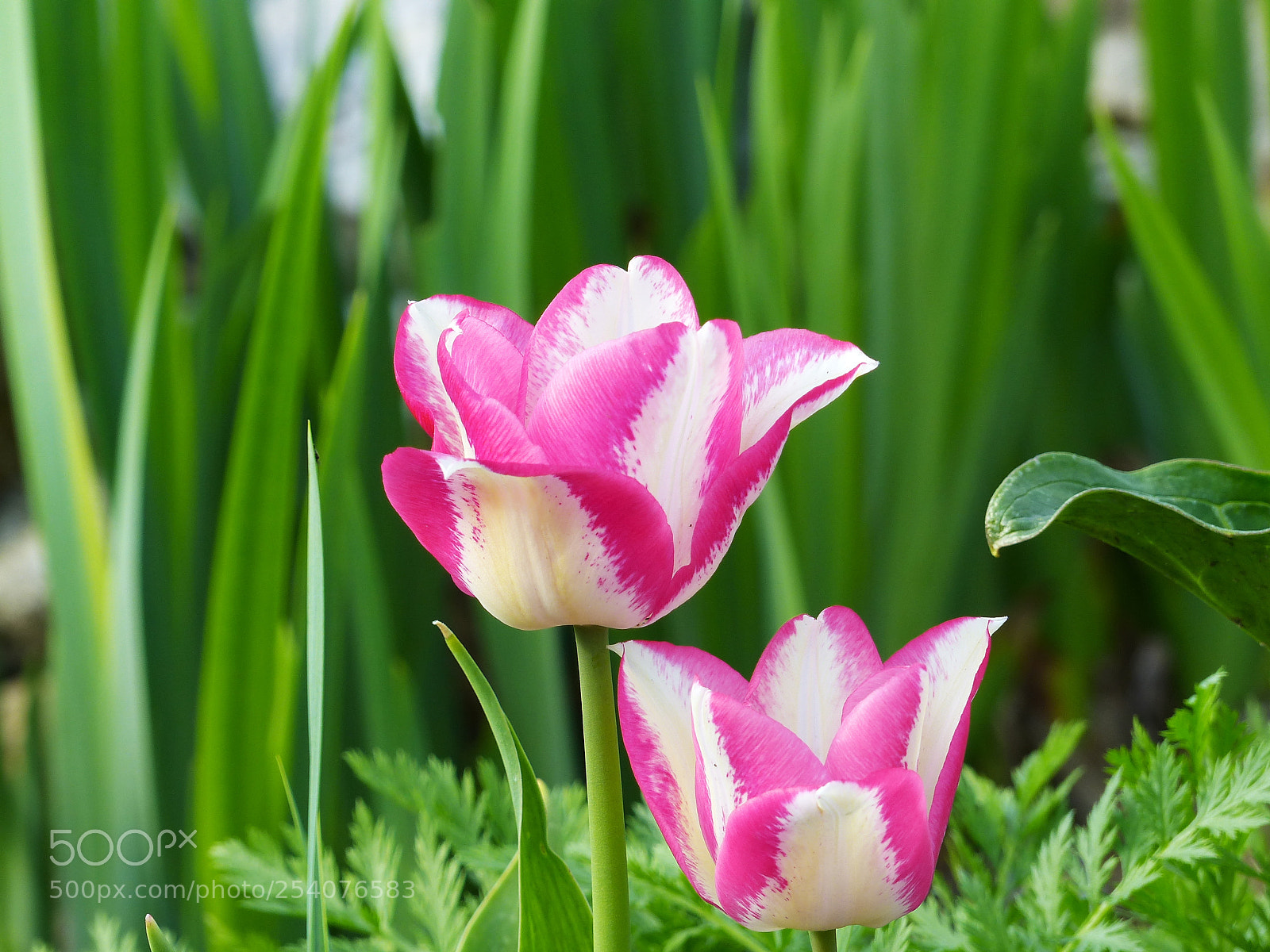 Panasonic Lumix DMC-FZ200 sample photo. . photography