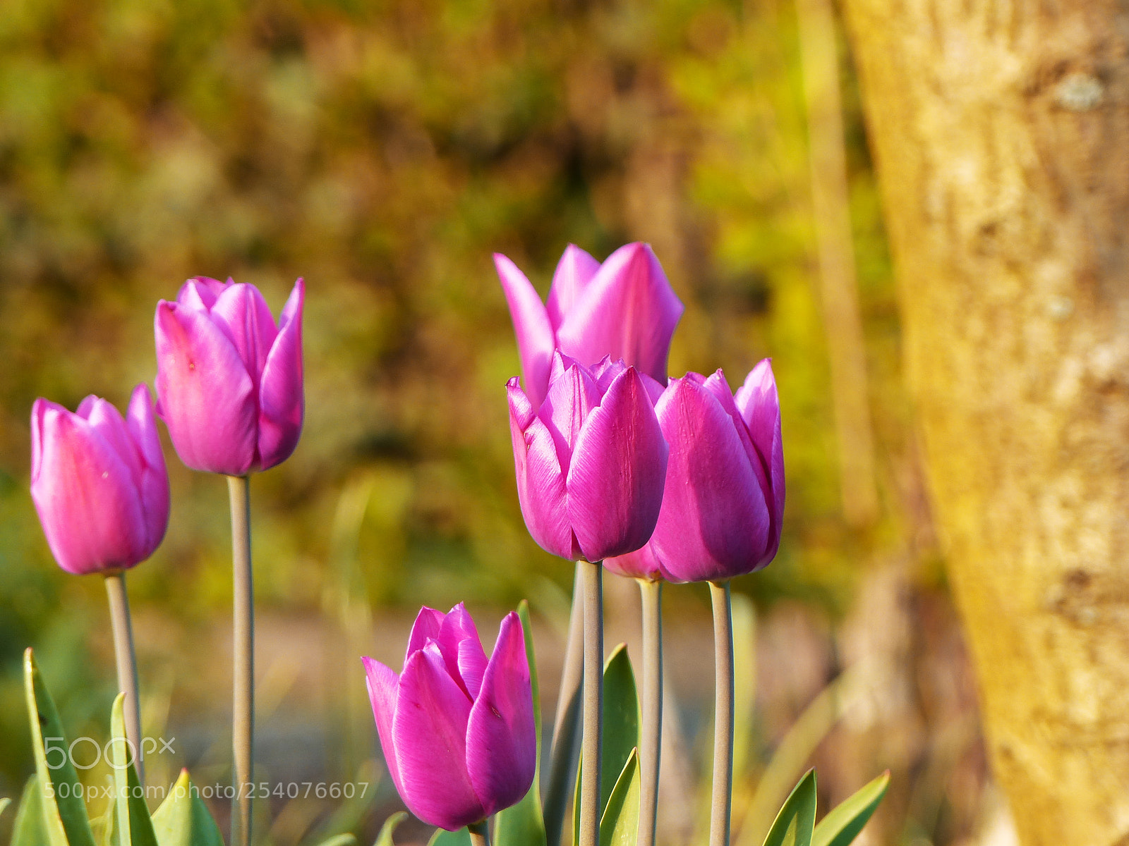 Panasonic Lumix DMC-FZ200 sample photo. . photography