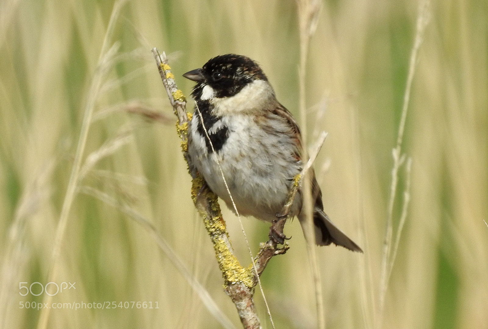 Nikon Coolpix P900 sample photo. Reed bunting male seen photography