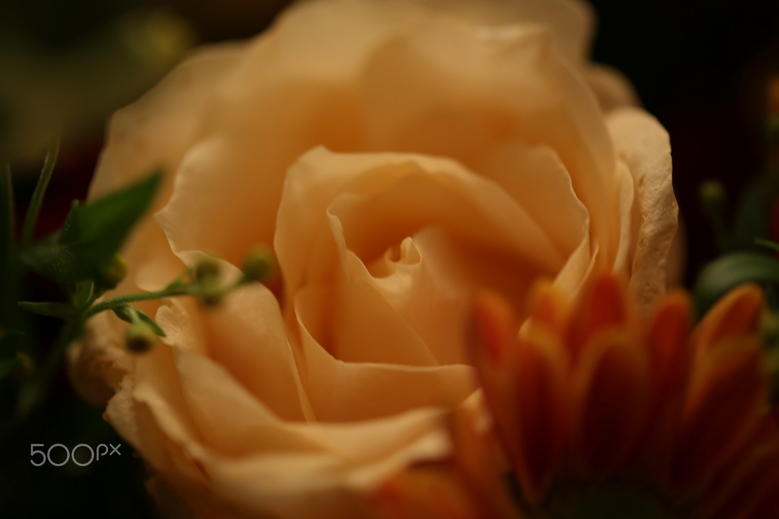 Canon EF 100mm F2.8 Macro USM sample photo. The pleasure of a rose photography