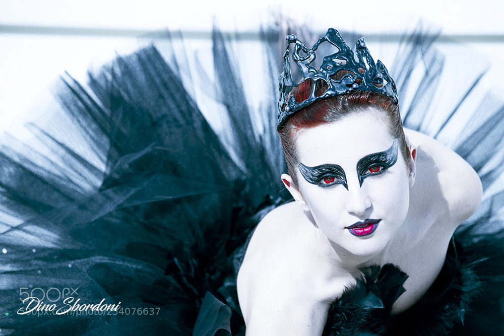 Nikon D800 sample photo. Cigno nero photography