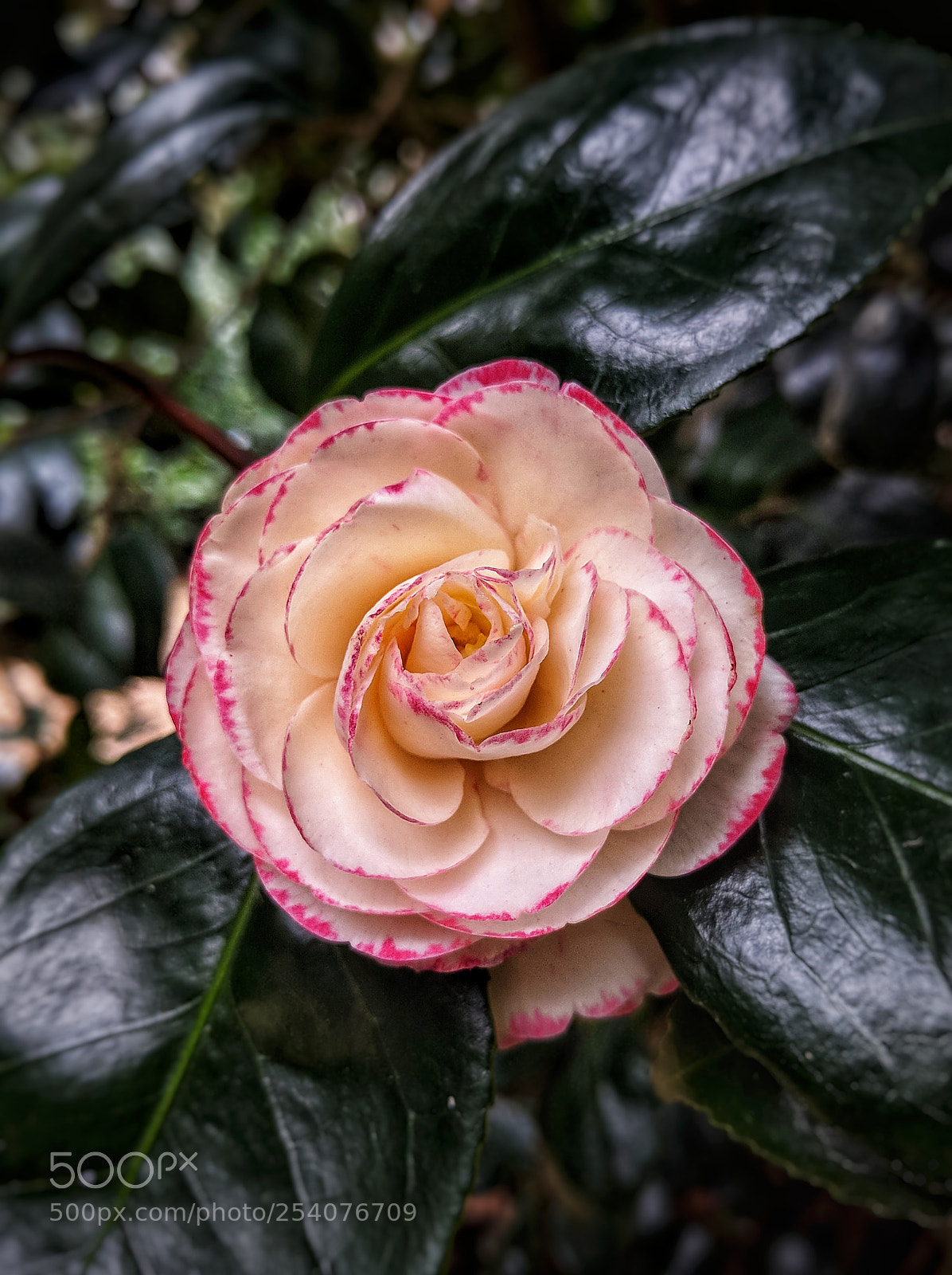 Google Nexus 6P sample photo. Personality is to a photography