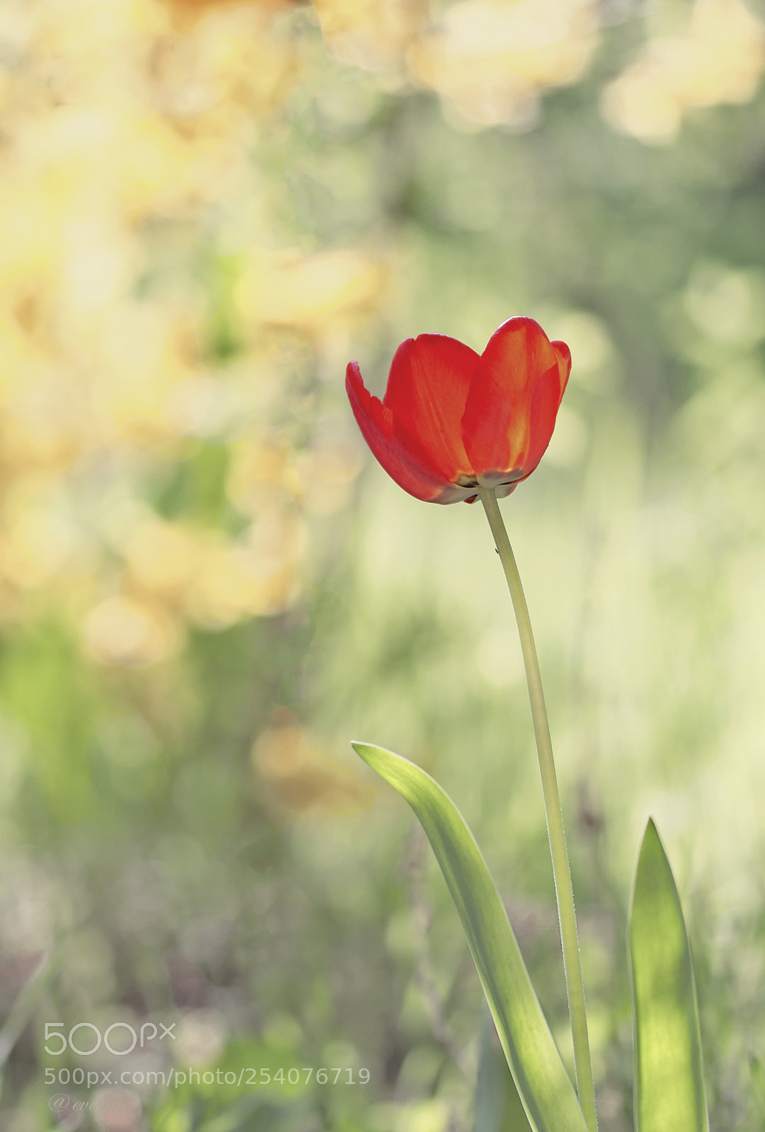 Nikon D610 sample photo. Il tulipano photography