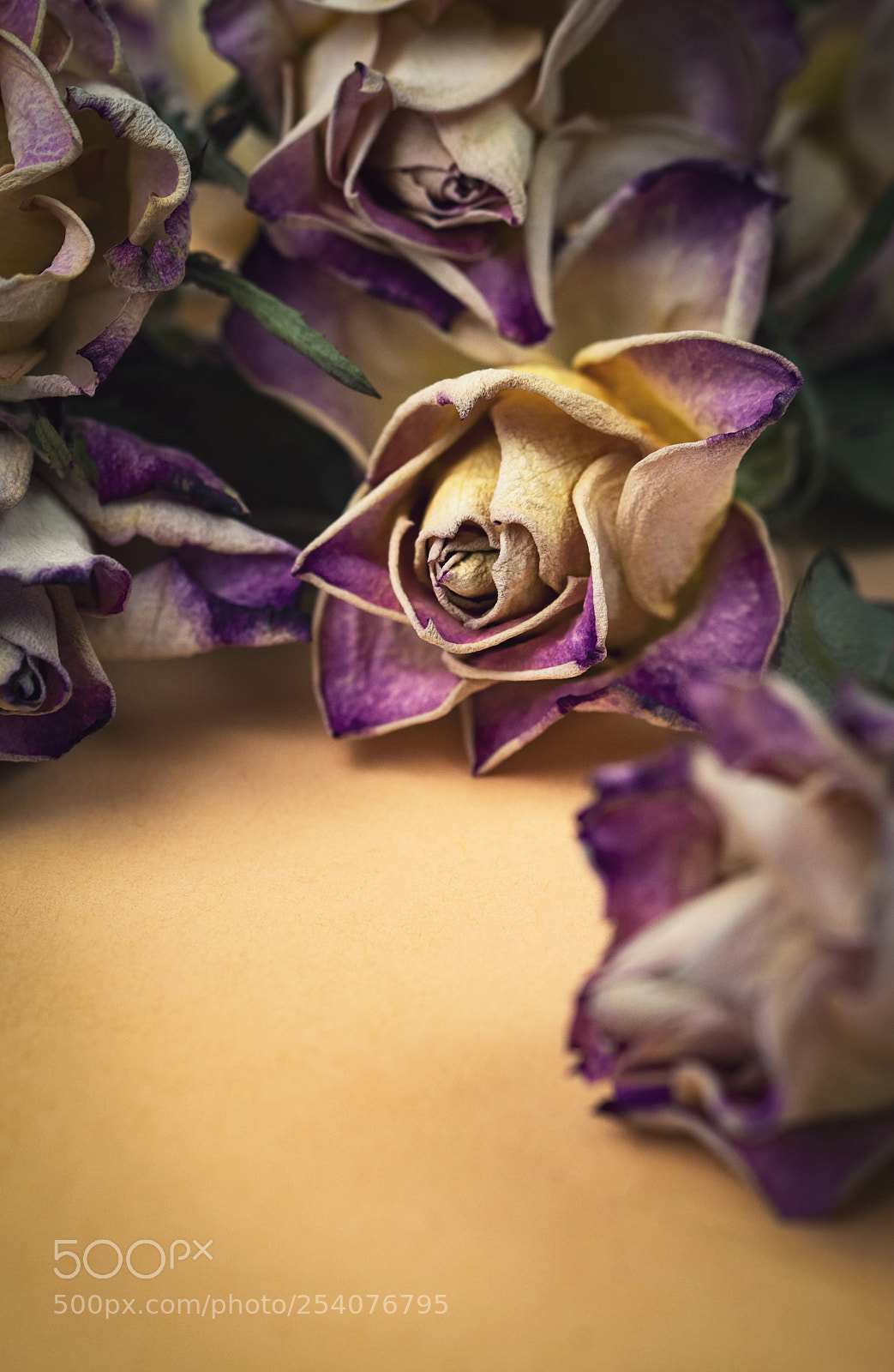 Nikon D5500 sample photo. A group of purple photography