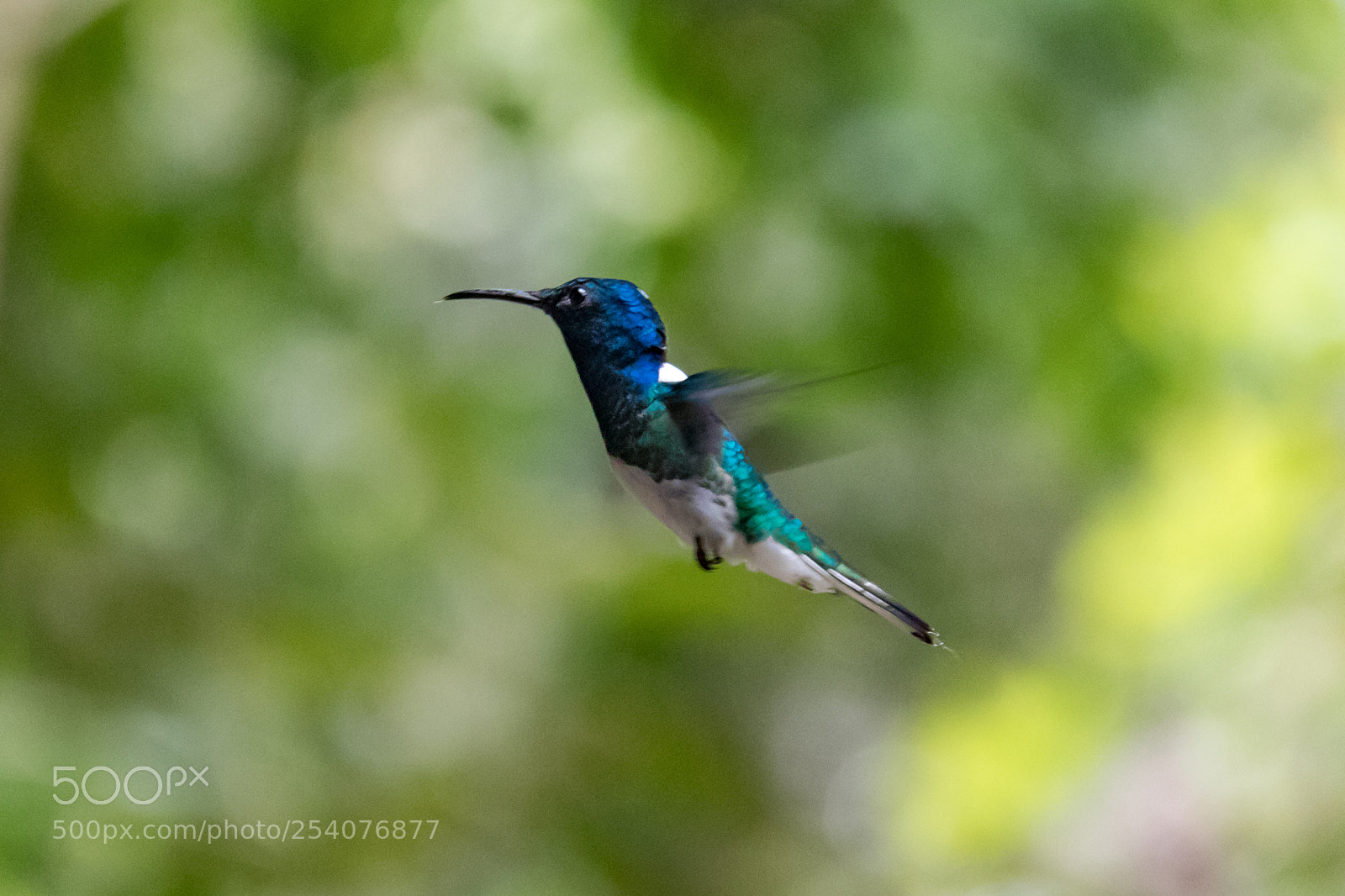 Canon EOS 80D sample photo. Midflight photography