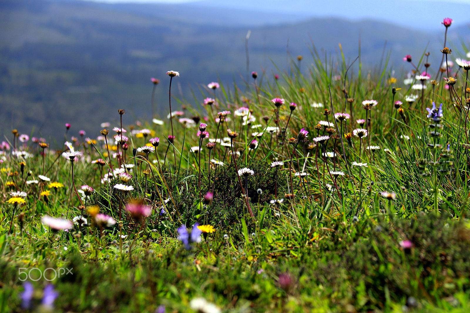 Canon EF-S 18-200mm F3.5-5.6 IS sample photo. Wild flowers photography