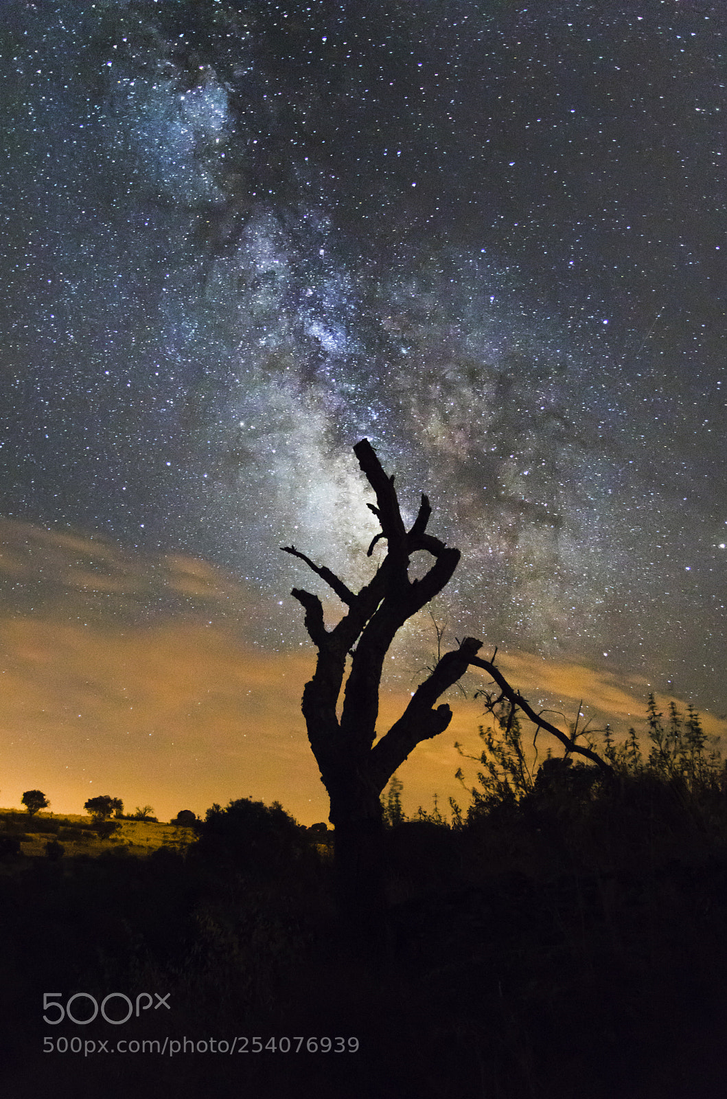 Canon EOS 750D (EOS Rebel T6i / EOS Kiss X8i) sample photo. The cosmic tree photography