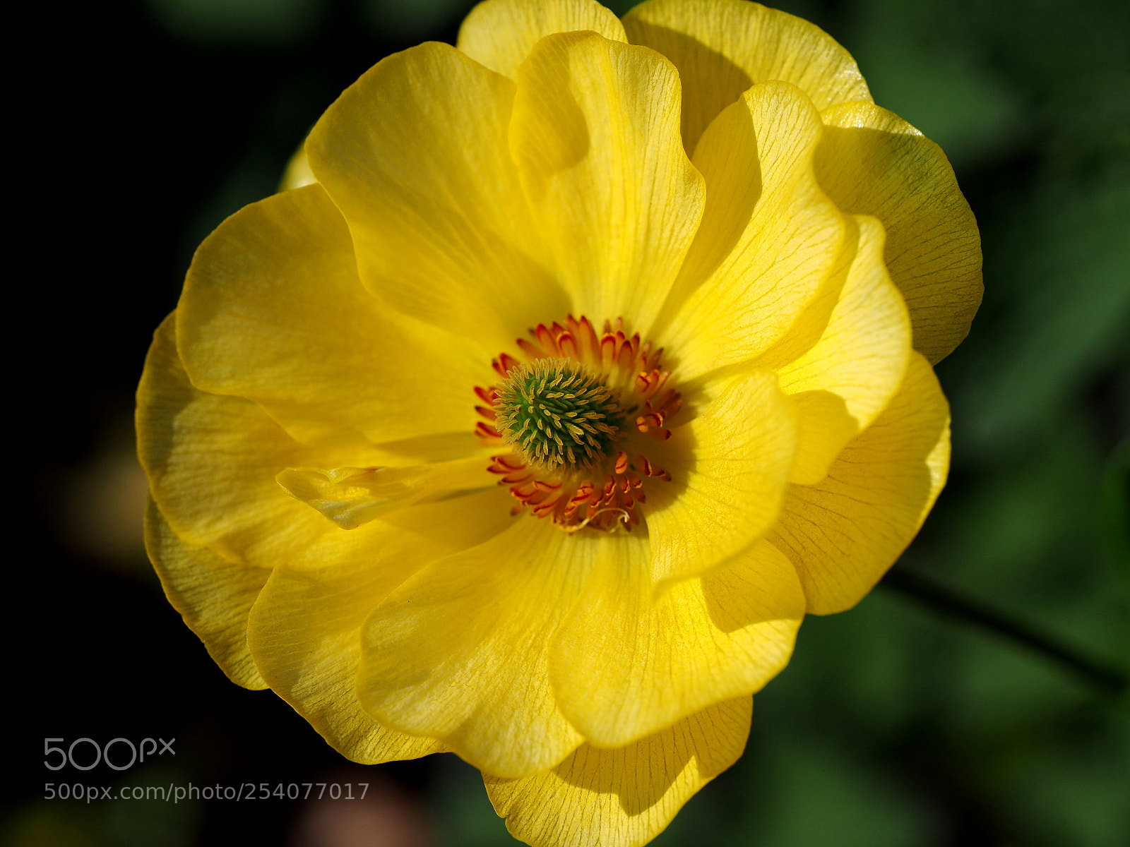 Olympus OM-D E-M1 sample photo. Yellow ranunculus photography