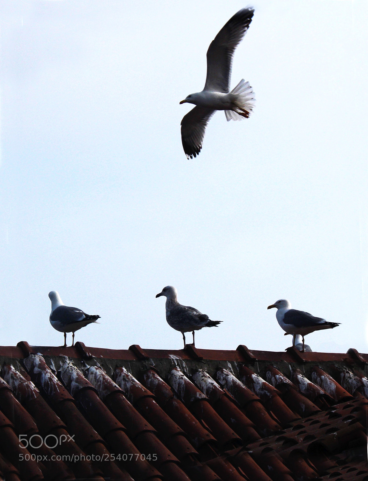 Canon EOS 700D (EOS Rebel T5i / EOS Kiss X7i) sample photo. Untitled photography