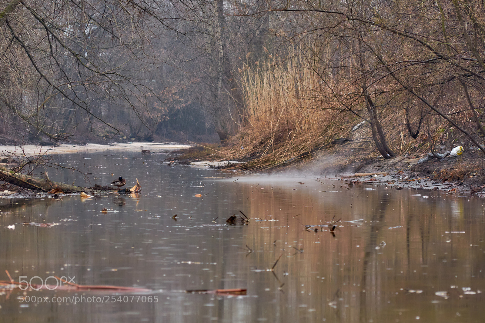 Nikon D5100 sample photo. 187361.jpg photography