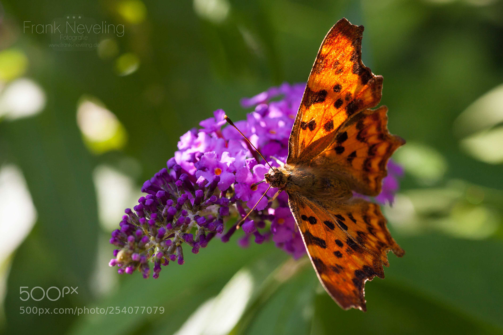 Canon EOS 5D Mark II sample photo. Butterfly photography