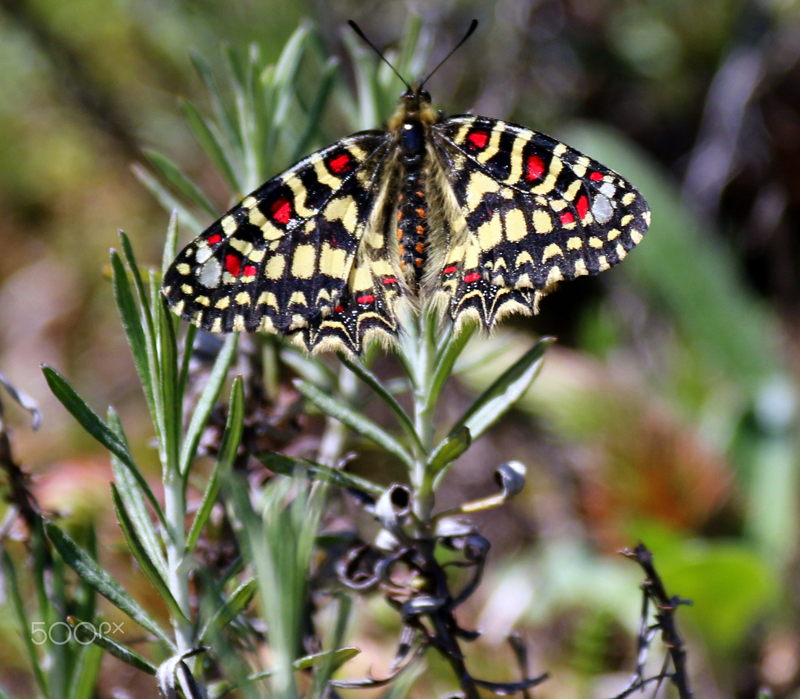 Canon EF-S 18-200mm F3.5-5.6 IS sample photo. Butterfly photography