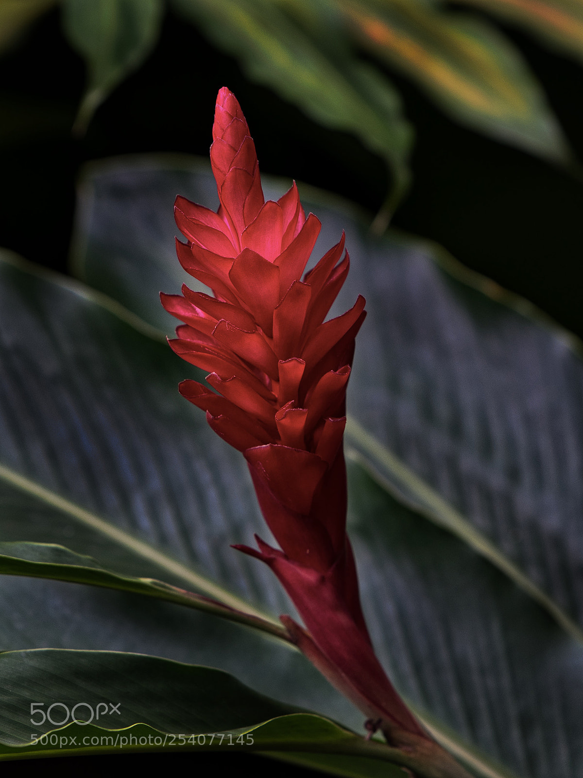 Nikon D500 sample photo. Rainforest flower photography