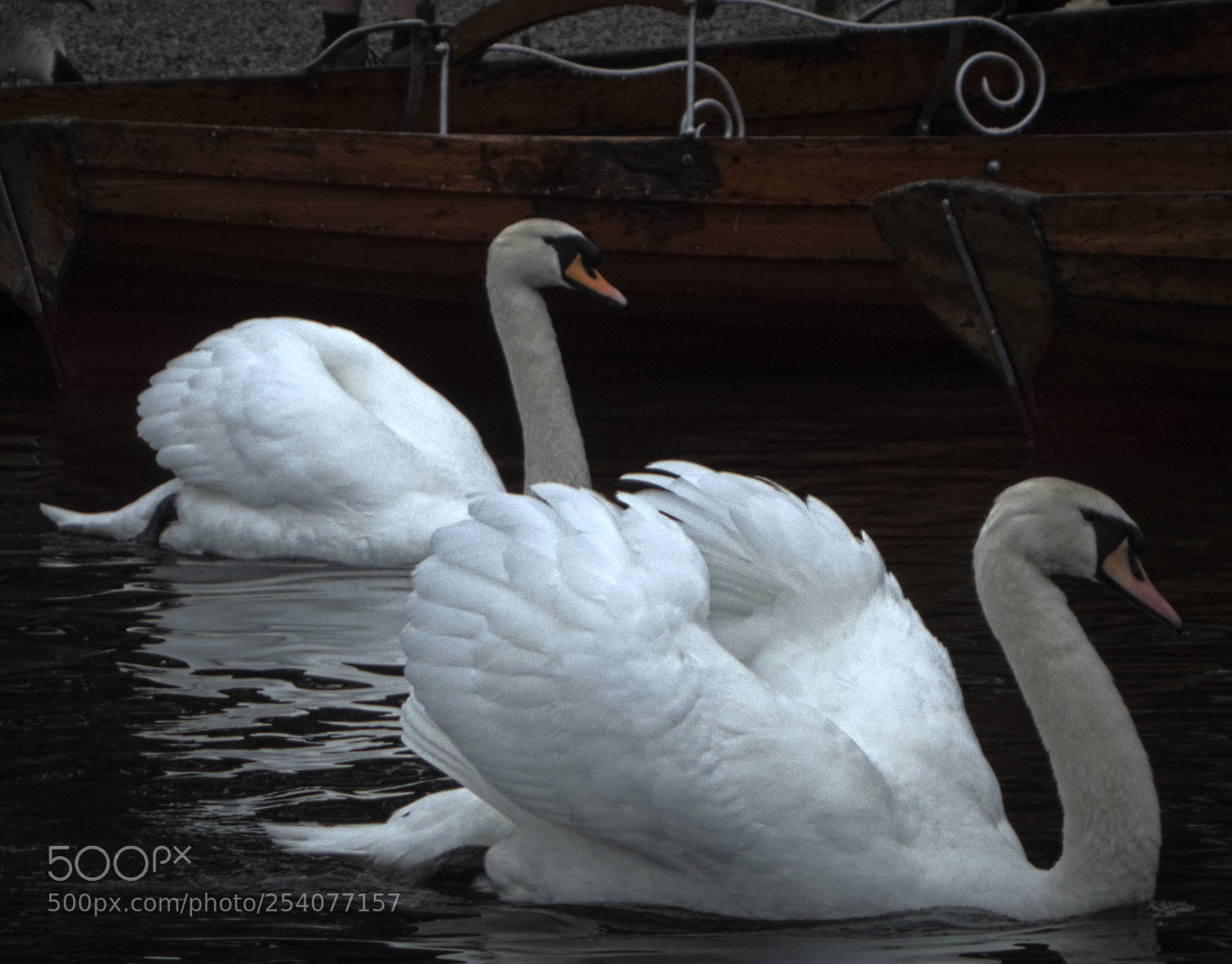Sony Cyber-shot DSC-RX100 sample photo. Swans photography