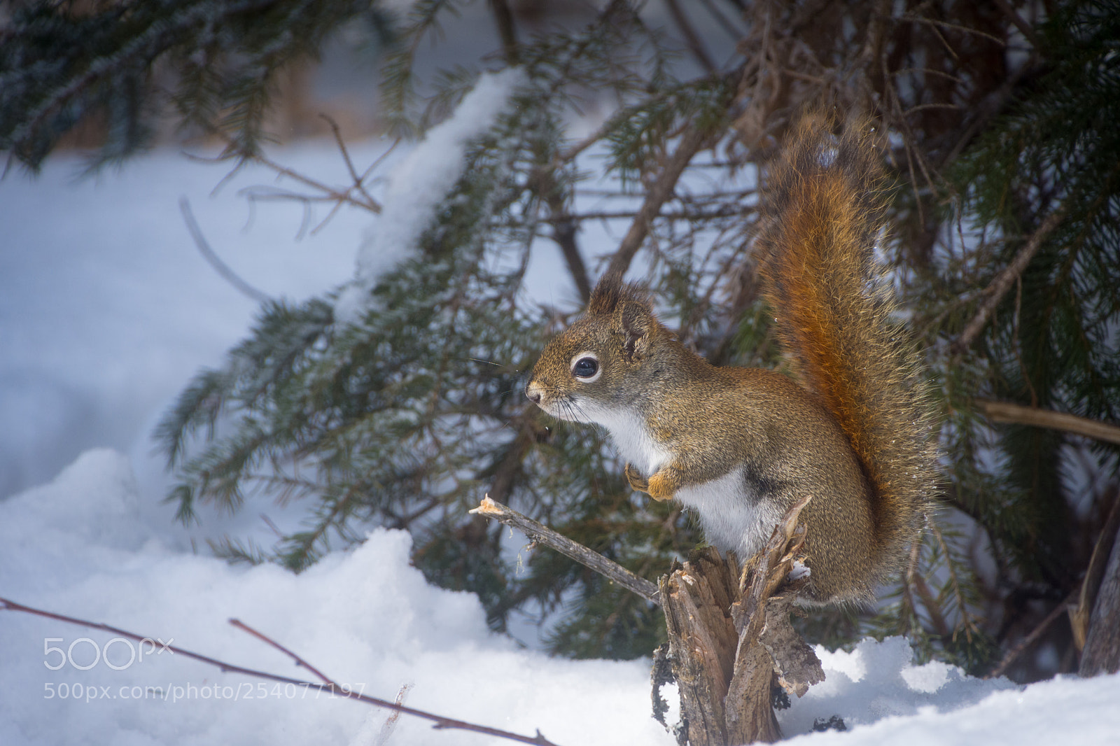 Nikon D7200 sample photo. Chipmunk in the snow photography