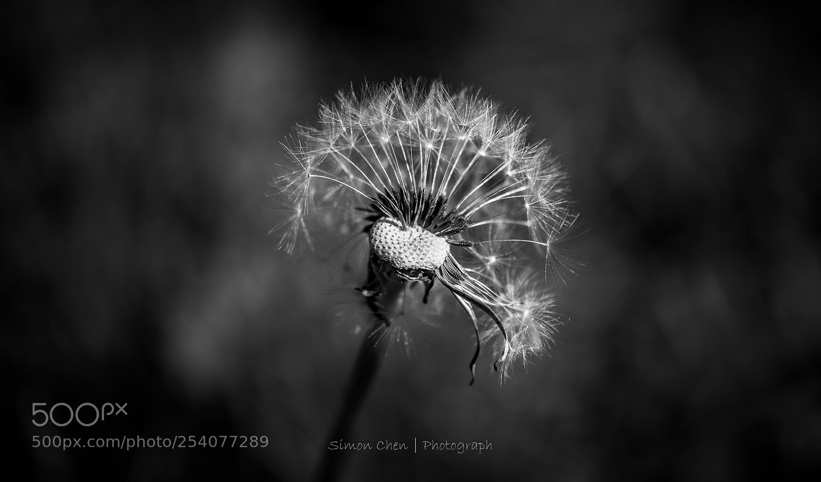Nikon D810 sample photo. Dandelion photography