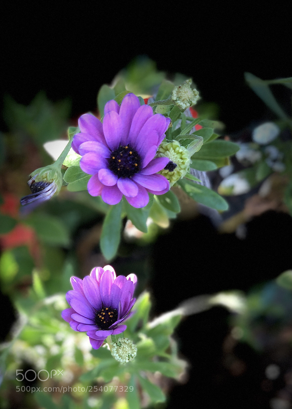 Apple iPhone X sample photo. Purple flower  photography