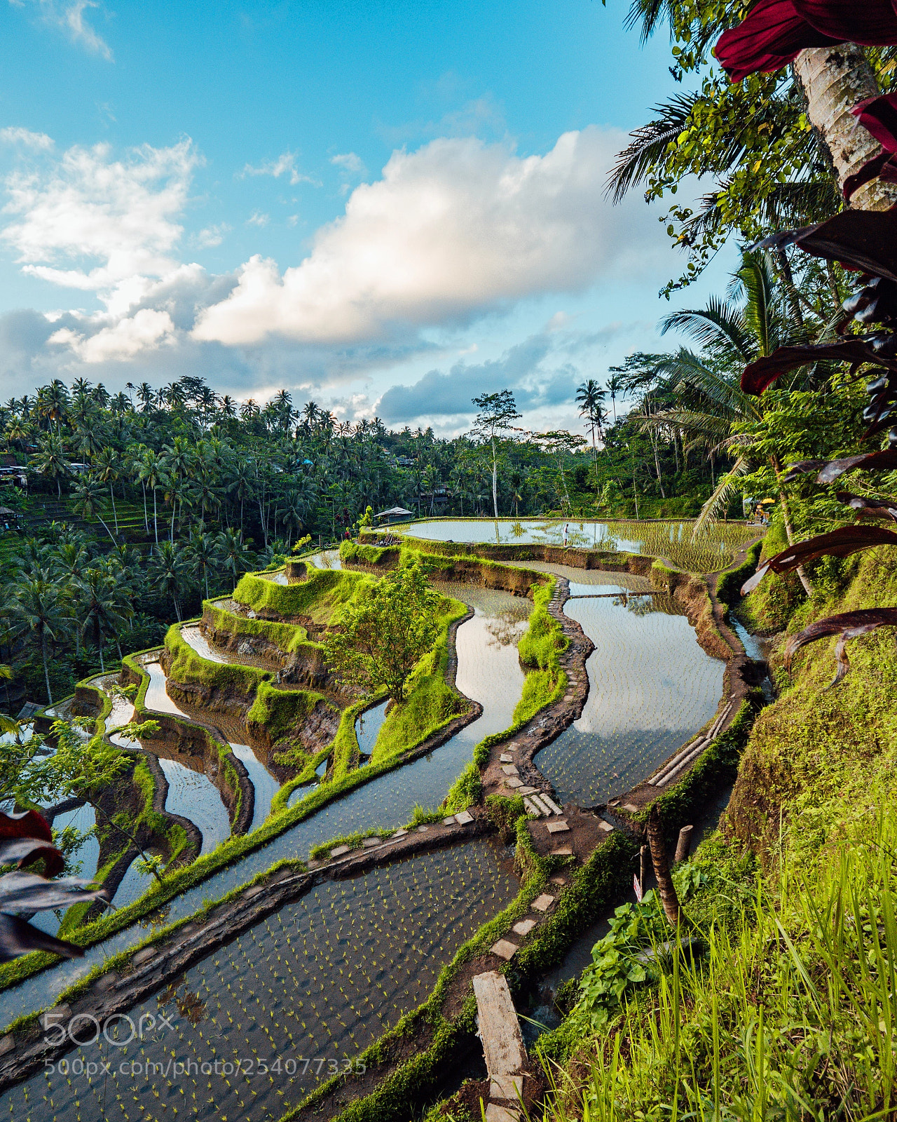 Panasonic Lumix DC-GH5 sample photo. Bali rice terraces gh5 photography