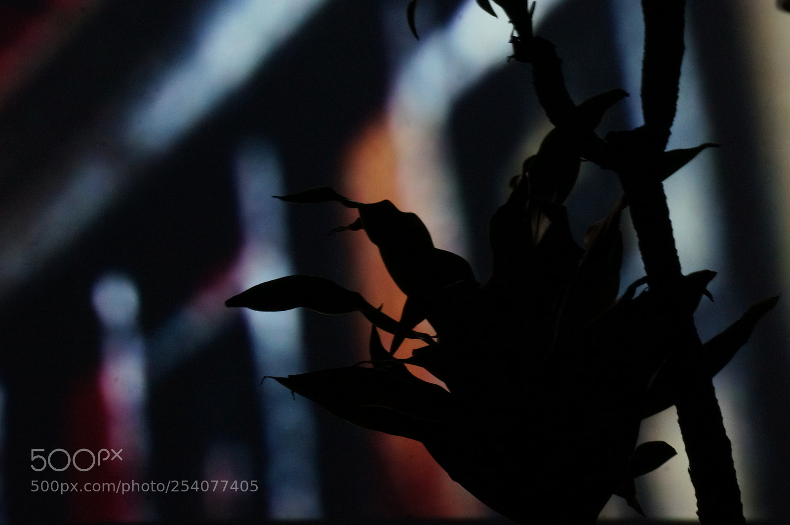 Sony Alpha NEX-6 sample photo. Expectación muerta 2 photography