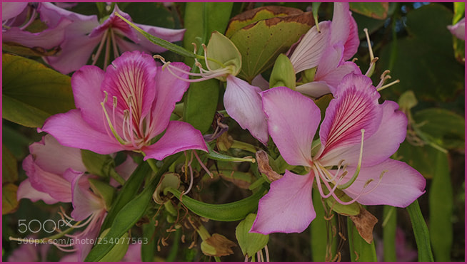 Fujifilm X-E1 sample photo. Pink flowers photography
