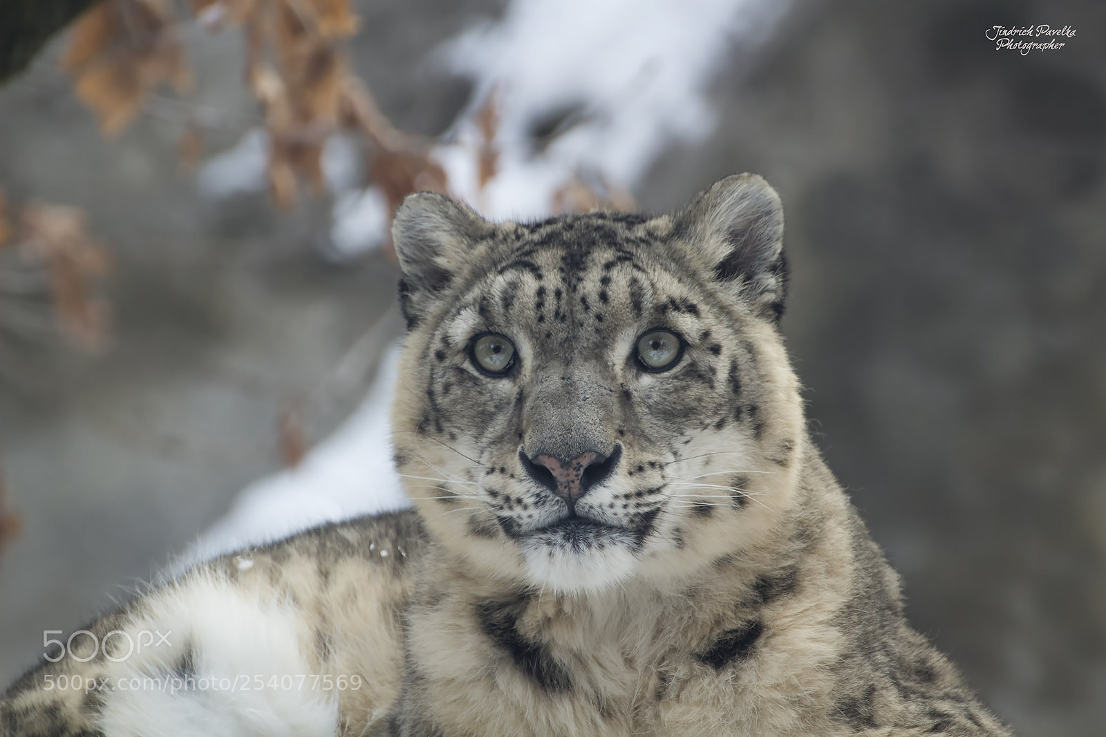 Canon EOS 100D (EOS Rebel SL1 / EOS Kiss X7) sample photo. Snow leopard / uncia uncia photography