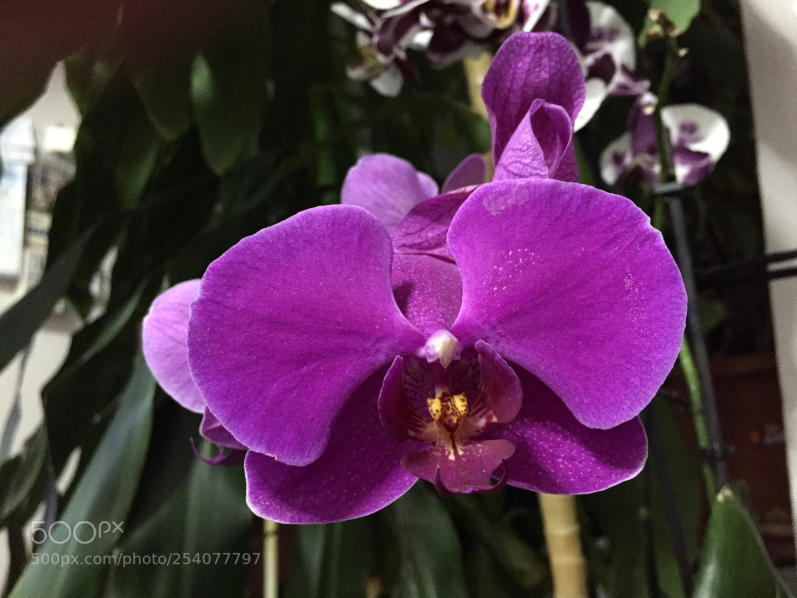 Apple iPhone 6 sample photo. Untitled photography