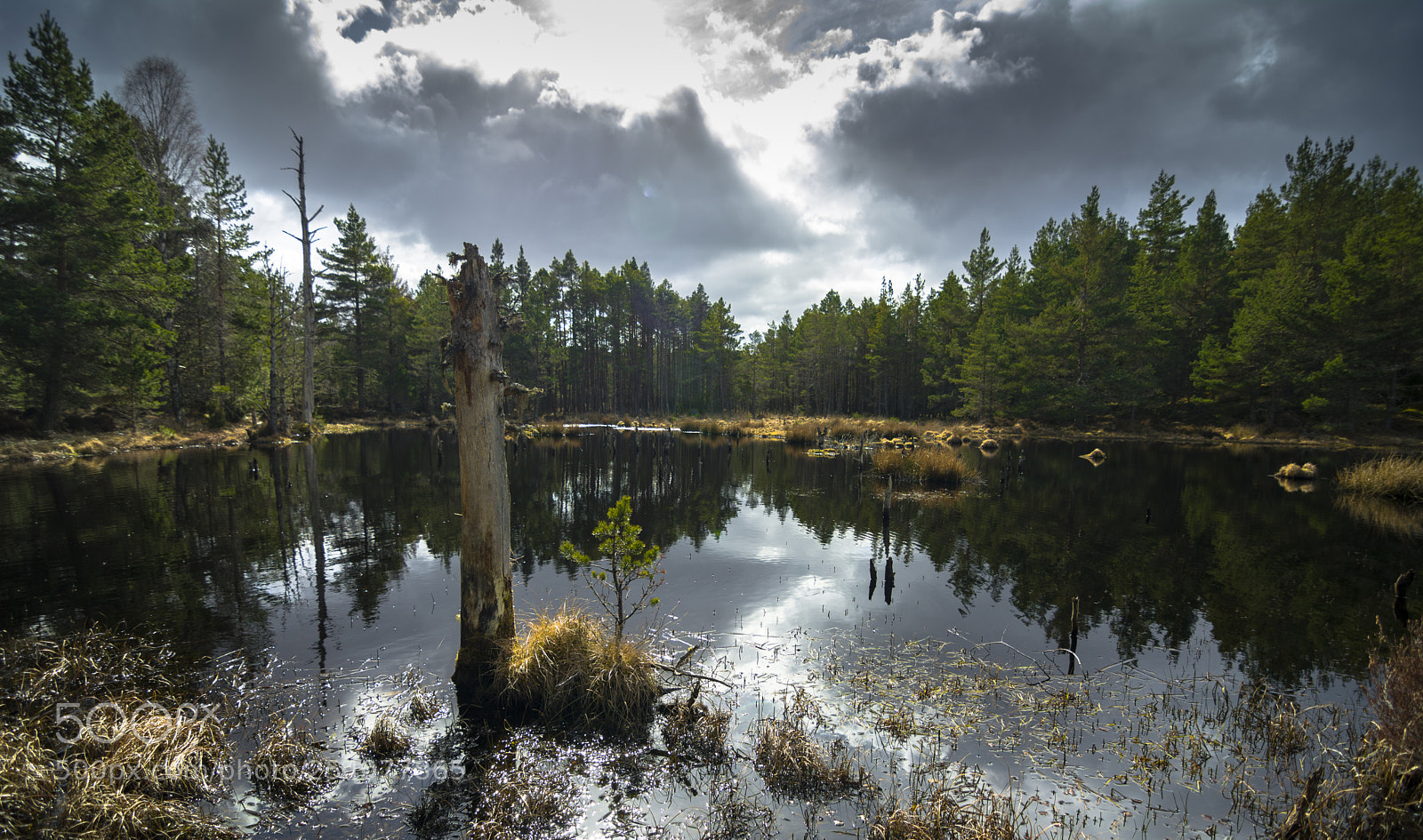 Nikon D7100 sample photo. Dragonfly pond photography