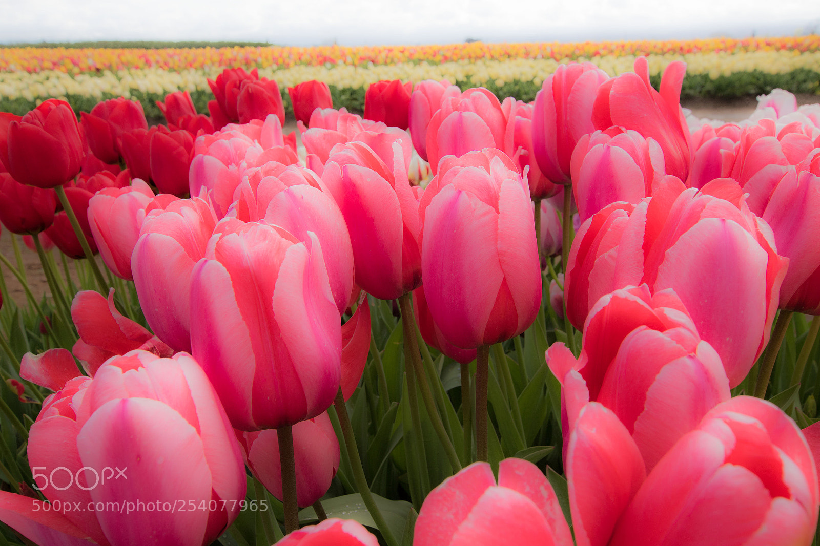 Canon EOS 7D Mark II sample photo. Lotta tulips photography